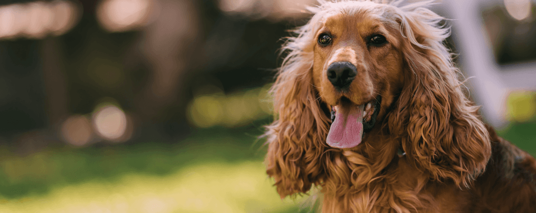 Reico Vital pes s přírodním krmivem